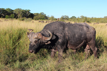 Kaffernbüffel und Rotschnabel-Madenhacker / African buffalo and Red-billed oxpecker / Syncerus caffer et Buphagus erythrorhynchus...
