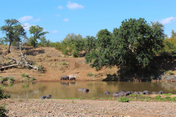 Fototapeta na wymiar Flußpferd im Mphongolo River / Hippopotamus in Mphongolo River/ Hippopotamus amphibius.
