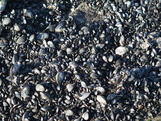 Muscheln am Strand