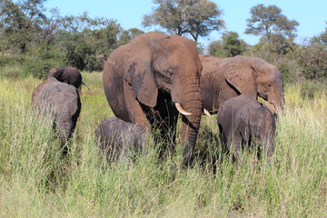 Fototapeta premium Afrikanischer Elefant / African elephant / Loxodonta africana...