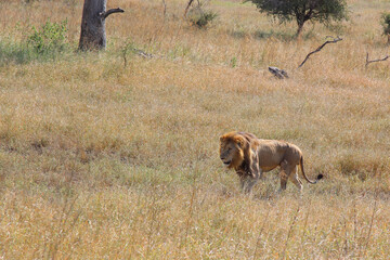 Afrikanischer Löwe / African lion / Panthera leo.