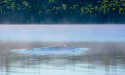 Obraz premium Duck on a lake in summer in the Canadian forest, Quebec