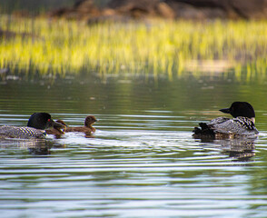 Family of Loons on a wild lake in a wildlife reserve in Quebec in Canada