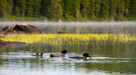 Family of Loons on a wild lake in a wildlife reserve in Quebec in Canada