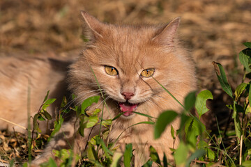 Naklejka na ściany i meble Evil and cunning red fluffy cat lies in the summer on the street in the grass on a blurry background with an open mouth. Evil pet portrait close-up. The concept of aggression in animals.