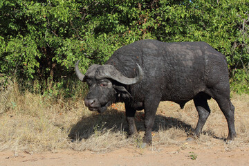 Obraz premium Kaffernbüffel / African buffalo / Syncerus caffer