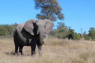 Obraz premium Afrikanischer Elefant / African elephant / Loxodonta africana