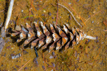 Pine cone on the beach of a wild lake in Canadian forest in Quebec