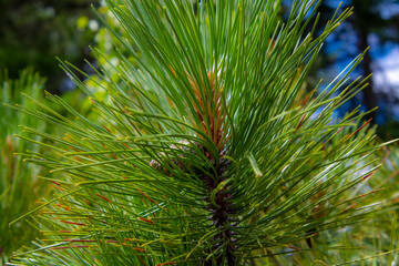 Closeup on a pine branch in the wild canadian forest in Quebec