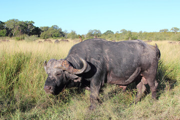 Kaffernbüffel und Rotschnabel-Madenhacker / African buffalo and Red-billed oxpecker / Syncerus...
