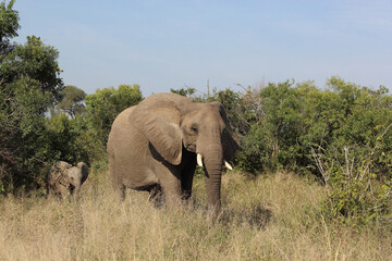 Fototapeta na wymiar Afrikanischer Elefant / African elephant / Loxodonta africana....