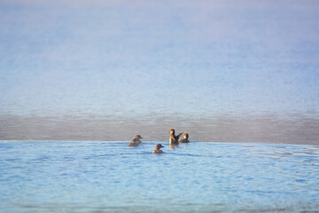 Duck on a lake in summer in the Canadian forest, Quebec