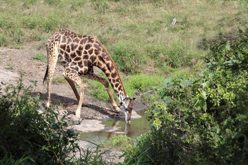 Giraffe / Giraffe / Giraffa camelopardalis