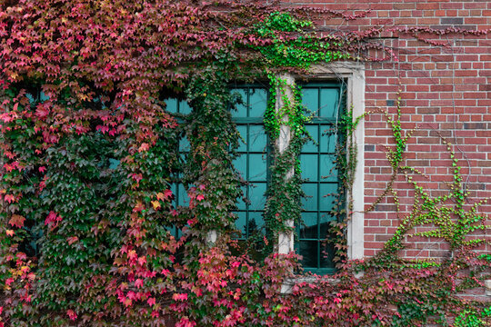 Overgrown ivy growing on old brick building in autumn