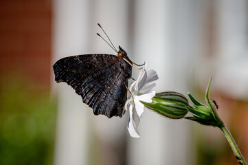 Peacock butterfly, Aglais io, resting on a white flower