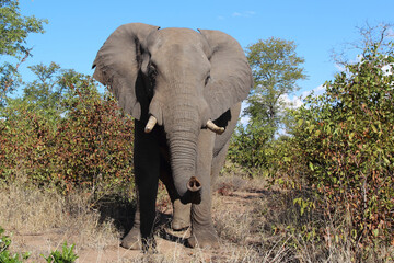 Fototapeta premium Afrikanischer Elefant / African elephant / Loxodonta africana