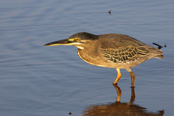 Mangrovenreiher / Green-backed heron / Butorides striatus