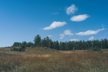 Obraz premium A summer meadow of Toten, Norway.