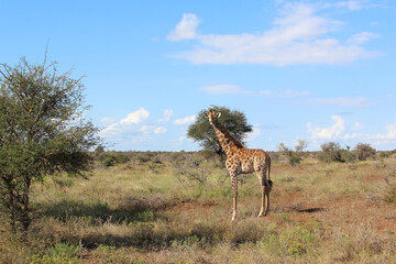 Giraffe / Giraffe / Giraffa camelopardalis