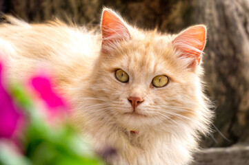 Ginger fluffy cat and summer garden	