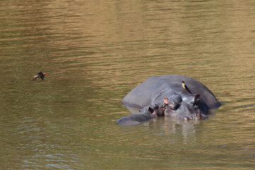 Fototapeta premium Flußpferd und Rotschnabel-Madenhacker / Hippopotamus and Red-billed oxpecker / Hippopotamus amphibius et Buphagus erythrorhynchus.