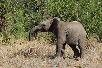 Fototapeta premium Afrikanischer Elefant / African elephant / Loxodonta africana...