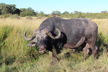 Fototapeta premium Kaffernbüffel / African buffalo / Syncerus caffer