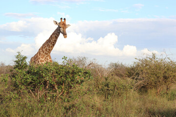 Giraffe / Giraffe / Giraffa Camelopardalis