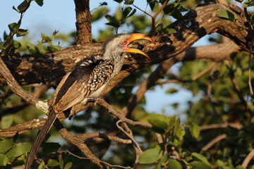 Südlicher Gelbschnabeltoko / Southern yellow-billed hornbill / Tockus leucomelas