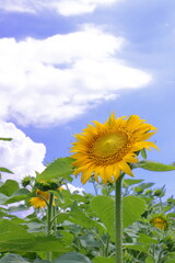 日本の夏の風物詩　ひまわりと青空