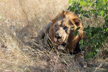 Afrikanischer Löwe / African lion / Panthera leo.