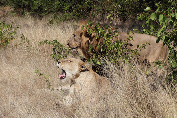 Afrikanischer Löwe / African lion / Panthera leo..