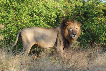 Afrikanischer L&ouml;we / African lion / Panthera leo.