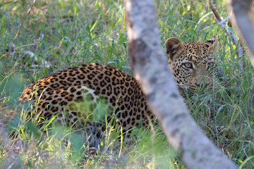 Leopard / Leopard / Panthera pardus.