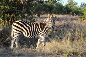 Steppenzebra / Burchell's zebra / Equus burchellii