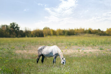 Obraz premium a single horse grazing on the field, personal ranch