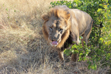 Afrikanischer Löwe / African lion / Panthera leo.