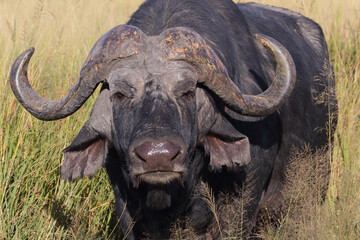 Obraz premium Kaffernbüffel / African buffalo / Syncerus caffer