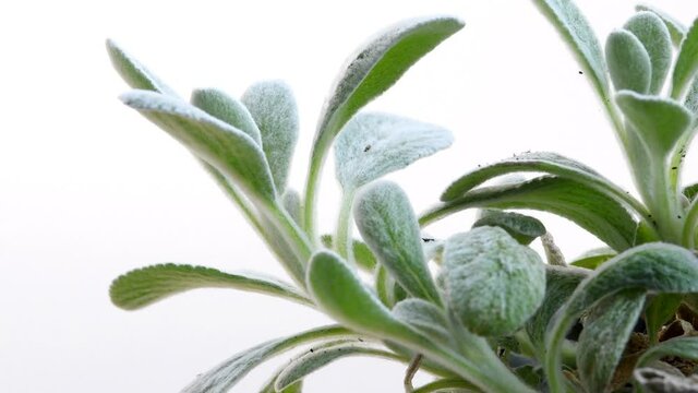 Greek mountain tea, medicinal plant with leaves in summer