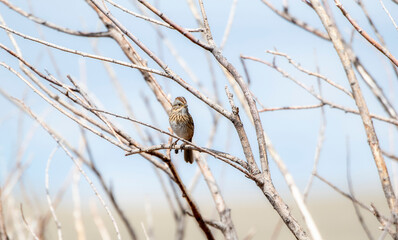 A Lincolns Sparrow (Melospiza lincolnii) Perched in a Tree in Spring in Colorado