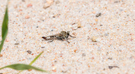 A Robber Fly (Efferia albibarbis) Perched on the Ground After Killing a Damselfly