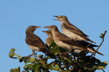 Lappenstar / Wattled starling / Creatophora cinerea..
