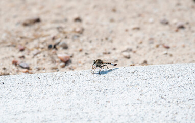 A Robber Fly (Efferia albibarbis) Perched on the Ground After Killing a Damselfly