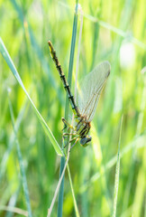 A Sulphur-tipped Clubtail (Phanogomphus militarus) Dragonfly Perched on Dried Vegetation