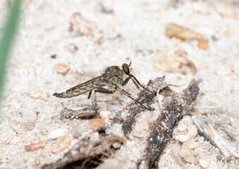 A Robber Fly in the Genus Machimus Perched on a Stick in Colorado