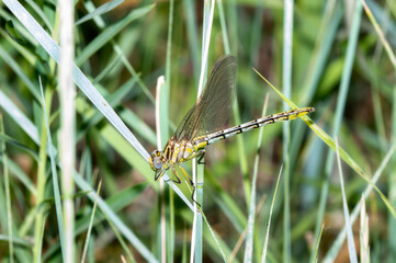 A Sulphur-tipped Clubtail (Phanogomphus militarus) Dragonfly Perched on Dried Vegetation