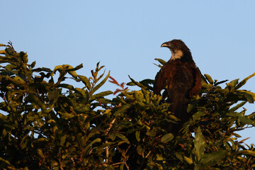 Tiputip / Burchell's coucal / Centropus superciliosus.