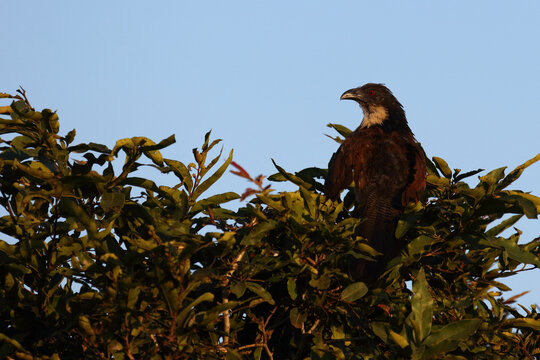 Tiputip / Burchell's coucal / Centropus superciliosus.