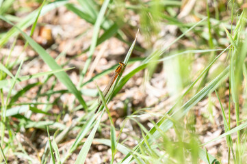 An Orange Eastern Forktail (Ischnura verticalis) Damselfly Perched on a Blade of Grass