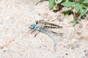 A Robber Fly (Efferia albibarbis) Perched on the Ground After Killing a Damselfly